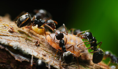 Macro shot of black ants harvesting honeydew from a scale insect