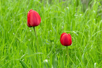 Pair of beatiful red tulips among green grass in the meadow