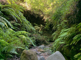 Bosque de Los Tilos, La Palma