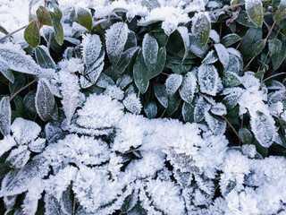 A view of the green foliage covered with crystals of frost on a frosty sunny day.
