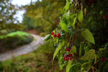 Fototapeta premium CAMINO 