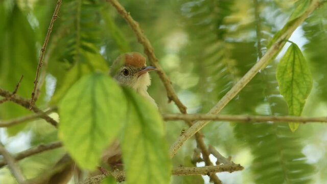 close up shot of common tailorbird or Orthotomus sutorius a small shy bird in action with natual green background at keoladeo national park or bharatpur bird sanctuary rajasthan india