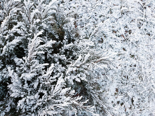 A view of a coniferous bush covered with crystals of frost in the garden on a frosty day.