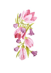 Watercolor illustration Crocuses and campanulas. Floral decorative elements