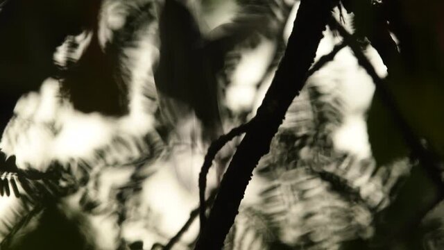 close up shot of two common tailorbird or Orthotomus sutorius in silhouette at keoladeo national park or bharatpur bird sanctuary rajasthan india