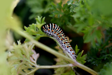 Swallowtail insect macro photo green and orange
