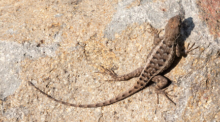 Mexican Spiny Lizard.