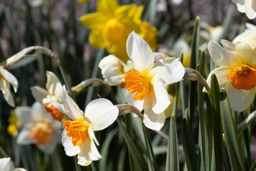 Daffodils in the garden - 400044075