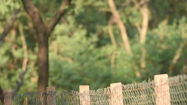 Full shot of a Indian Peafowl taking a jump from a pillar in forest of central india