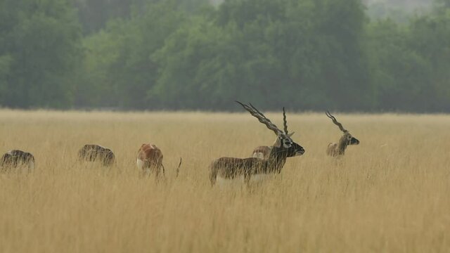 Wide shot of blackbuck or antilope cervicapra or indian antelope in herd or group in grassland of tal chhapar sanctuary rajasthan india