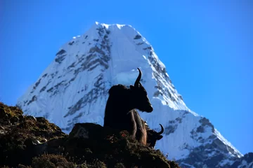 Papier Peint photo autocollant Ama Dablam Yak silhouette on snowy mountain background, Mount Ama Dablam, at Everest base camp trek