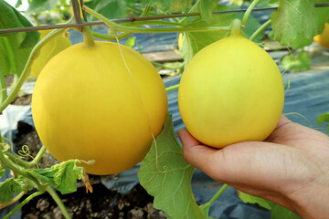 Hand Holding a Young Cantaloupe Melon Fruit Growing beside a Ripe One