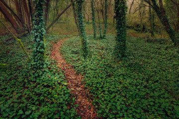 Sendero en el bosque
