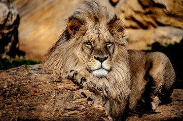 African lion portrait in african safari