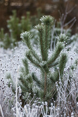 Snow covered fir tree
