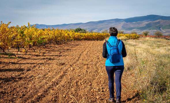 woman in blue sportswear walking and enjoying the vineyards in autumn.