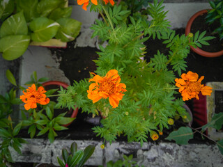 Fototapeta na wymiar Orange marigold flowers blooming in the garden