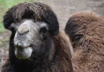 camel in zoo