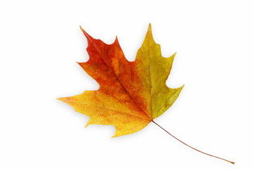 multicolor fallen dried autumn leaves on white background with text copy space