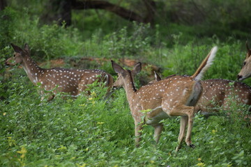 The roe deer on the forest edge