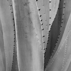 Blue Agave.