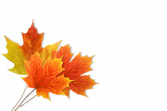 multicolor fallen dried autumn leaves on white background with text copy space