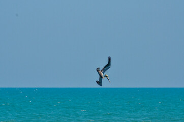 Fototapeta na wymiar Pelican diving for fish off the Florida coast.