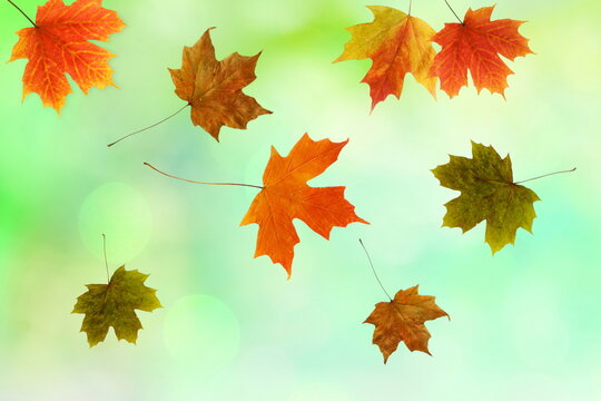 multicolor fallen dried autumn leaves on blur bokeh background 