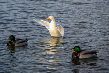 Hybrid white mallard duck
