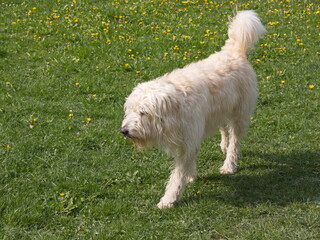 White dog on a meadow
