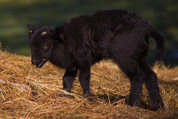 Black lamb on a farm in Czech republic, Europe
