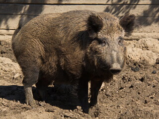 Wild pig on a farm in Czech republic, Europe
