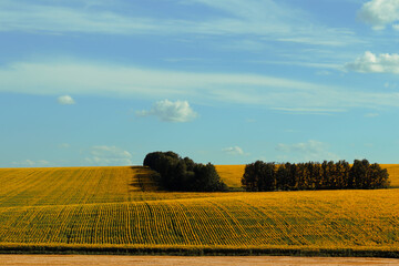 farm field with blue sky