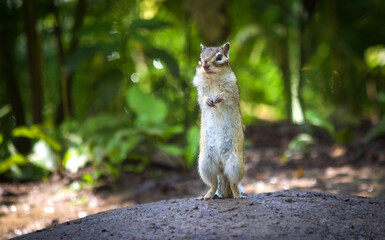 chipmunk in Siberia forest