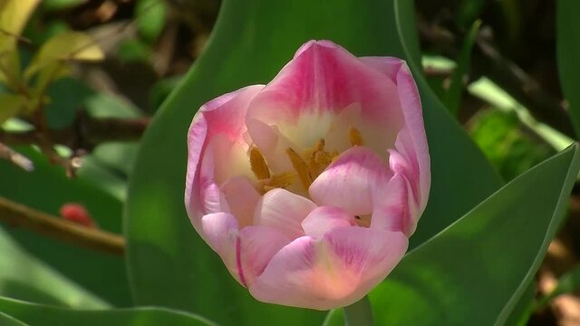 Ein hellrosa Tulpe bewegt sich im Wind (Nahaufnahme)