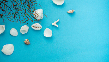 shell on a blue background . a Maritime theme. space for text