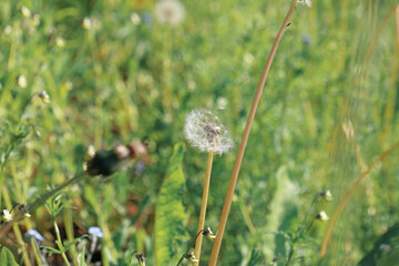 faded dandelion