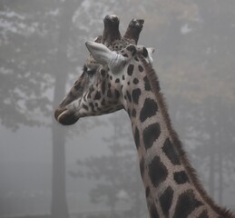 giraffe in the zoo