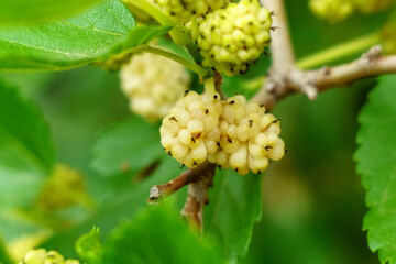 wild white mulberries with tree branches and green leaves, also known as Morus tree, organic healthy food. copyspace