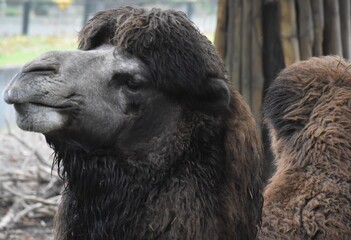 camel in the zoo