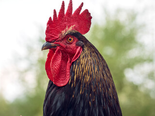 Rooster on a natural background.