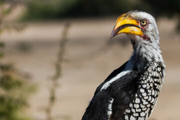 Colorful Southern yellow-billed hornbill (Tockus leucomelas) closeup with copy space in Kruger National Park, South Africa against blurry background
