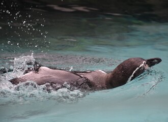 Obraz premium penguin in water