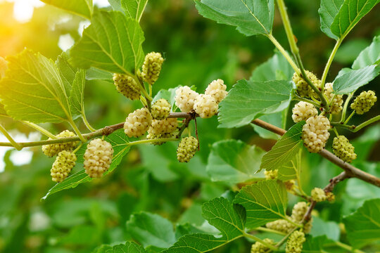 wild white mulberries with tree branches and green leaves, also known as Morus tree, organic healthy food. copyspace