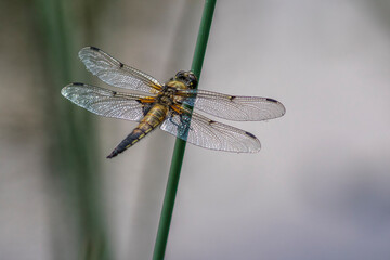 Vierfleck (Libellula quadrimaculata)