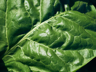 Fototapeta premium Close-up fresh green beet leaf.