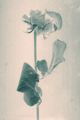 Rose flower. Daguerreotype style. Film grain. Vintage photography. Botanical negative x-rays scan. Canvas texture background. Vintage, conceptual, old retro aged postcard. Sepia, beige, grey, brown