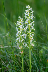 Weiße Waldhyazinthe (Platanthera bifolia)