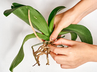 Woman transplanting orchid at home