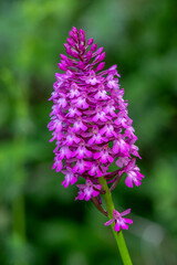 Pyramidenorchis (Anacamptis pyramidalis)